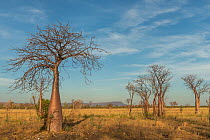 Boab trees (Adansonia gregorii)  Kimberley, Western Australia. August 2016.