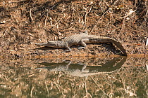 Freshwater crocodile (Crocodylus johnsoni) on riverbank, Kimberley, Western Australia, Australia