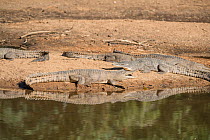 Freshwater crocodile (Crocodylus johnsoni) on riverbank,, Kimberley, Western Australia, Australia