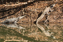 Freshwater crocodile (Crocodylus johnsoni) entering water, Kimberley, Western Australia, Australia