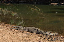 Freshwater crocodile (Crocodylus johnsoni) resting on riverbank, Kimberley, Western Australia, Australia
