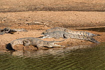Freshwater crocodile (Crocodylus johnsoni) basking on riverbank, Kimberley, Western Australia, Australia