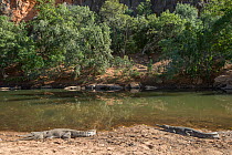 Freshwater crocodile (Crocodylus johnsoni), Kimberley, Western Australia, Australia