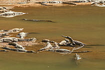Freshwater crocodile (Crocodylus johnsoni),  group basking, Kimberley, Western Australia, Australia