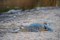 Freshwater crocodile (Crocodylus johnsoni) on riverbank, Kimberley, Western Australia, Australia