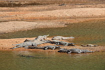 Freshwater crocodiles (Crocodylus johnsoni) basking on riverbank Kimberley, Western Australia, Australia