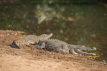 Freshwater crocodiles (Crocodylus johnsoni) basking on riverbank Kimberley, Western Australia, Australia