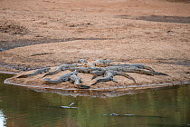 Freshwater crocodile (Crocodylus johnsoni) group basking on the riverbank, Kimberley, Western Australia, Australia