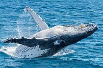 Humpback whale (Megaptera novaeangliae) breaching, Hervey Bay, Queensland, Australia September 2016.