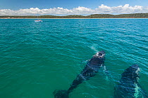 Humpback whale (Megaptera novaeangliae) surfacing during the winter/spring humpback whale migration, Hervey Bay, Queensland, Australia September 2016.