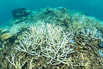 Coral bleaching in the northern Great Barrier Reef, Queensland, Australia March 2017.