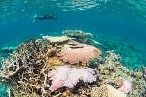 Snorkeler videos the coral bleaching in the northern Great Barrier Reef. On 10 March 2017 the Great Barrier Reef Marine Park Authority confirmed mass coral bleaching is occurring on the Great Barrier...