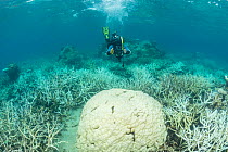 Photographer Jurgen Freund taking pictures of coral bleaching in the northern Great Barrier Reef, Queensland, Australia. March 2017. Model released.