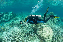 Photographer Jurgen Freund taking pictures of coral bleaching in the northern Great Barrier Reef, Queensland, Australia March 2017. Model released.