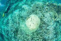 Jurgen Freund photographs coral bleaching in the northern Great Barrier Reef. On 10 March 2017 the Great Barrier Reef Marine Park Authority confirmed mass coral bleaching is occurring on the Great Bar...