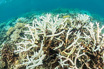 Coral bleaching in the northern Great Barrier Reef, Queensland, Australia March 2017.