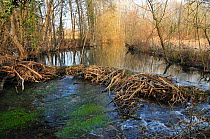 European beaver (Castor fiber) dam. River Ain, Alps, France