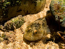 European bullhead (Cottus gobio) on riverbed of small river,  Ain, Alps, France, May.