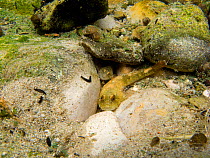 Two European bullhead fish (Cottus gobio) hiding among rocks in small river, Ain, Alps, France