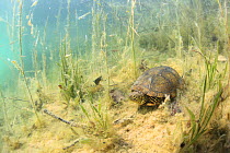 European pond turtle (Emys orbicularis) underwater in a lake,  Var, France