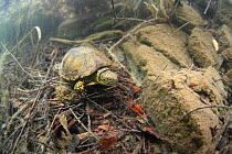 European pond turtle (Emys orbicularis) underwater in a lake, Var, France