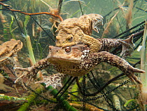 Common toad (Bufo bufo) pair in amplexus with long ribbons of toadspawn, Ain, Alps, France