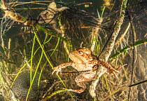 Common toad (Bufo bufo) pair in amplexus with toad spawn,  Ain, Alps, France, April.