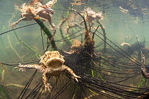 Common toad (Bufo bufo)  pair in amplexus with strings of eggs, Ain, Alps, France, April