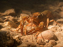 Louisiana crayfish (Procambarus clarkii) in a river. Alps, Savoie, France. Invasive species.