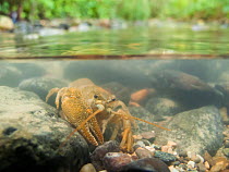 Stone crayfish (Austropotamobius torrentium) in a small river. There are only 3 populations of this species left in France. Haute-Savoie, Alps, France, July.