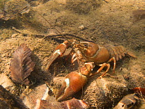 Signal crayfish (Pacifastacus leniusculus) in a river.  Alps, Haute-Savoie, France. October. Invasive species.