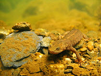 Pyrenean brook salamander (Calotriton asper) under a small river.  Pyrenees, Ariege, France, August.