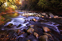 River Cheran in autumn, Bauges Regional Park,  Haute-Savoie, Alps, France