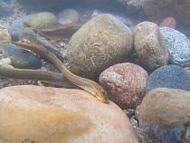 Brook lamprey (Lampetra planeri) mating  in a river. Savoie, Alps,  France