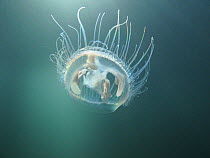 Freshwater jellyfish (Craspedacusta sowerbii) in a lake. Rhone, Alps, France