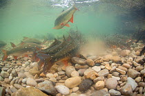 Common nase (Chondrostoma nasus) spawning in river,  River Ain, Alps, France, April.