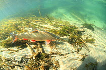 Common nase (Chondrostoma nasus) in a river during the spawning, River Rhone, Alps, France