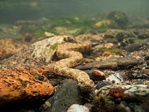 Viperine water snake (Natrix maura) on the bottom of a river. Pyrnes, France