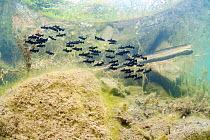 Shoal of Black bullhead (Ictalurus melas) in a lake. Alps, France