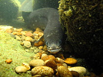 European eel (Anguilla anguilla) in the River Rhone, Alps, France. Critically endangered species.