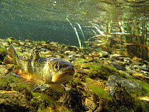 Brook trout (Salvelinus fontinalis) in a mountain lake. Savoie, Alps, France