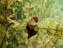 Great pond snail (Lymnaea stagnalis) eating aquatic plant in a river. Alps, River Rhone, France