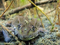 Common frog (Rana temporaria) and Three-spined stickleback (Gasterosteus aculeatus) in a river. Alps, river Rhone, France