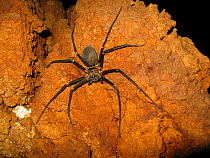 Giant cave spider (Heteropoda sp.) Sulawesi, Indonesia. One of the worlds largest spider with a leg span of 25 cm