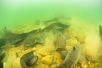Wels catfish (Silurus glanis) large gathering on river bed, River Rhone, France.