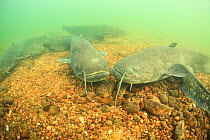 Wels catfish (Silurus glanis) on the bottom of the River Rhone, France