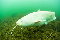 Albino Wels catfish (Silurus glanis) swimming in the shady water of the River Rhone, France, November.
