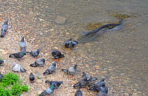Wels catfish (Silurus glanis) eating pigeon on river bank, River Tarn, Albi, France, July.