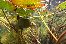 Tench (Tinca tinca) under waterlily leaves, near the River Ain, France