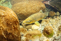 Lake trout (Salmo trutta lacustris) in a river, during spawning period. Alps, Lake Bourget, Savoie, France